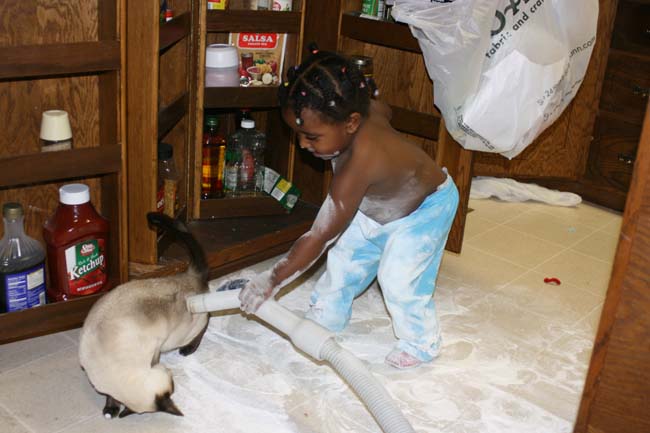 vacuuming the cat