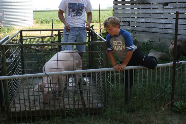 pigwashing