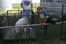 pigwashing